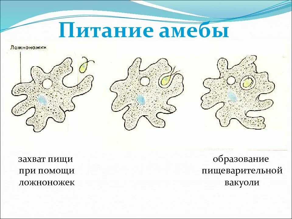 Передвигается при помощи ложноножек ответ