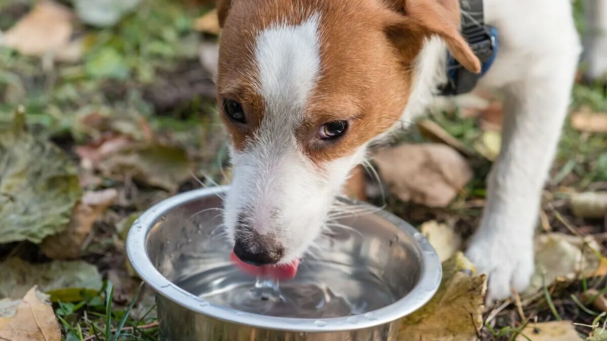 Сколько собака может без воды. Бездомные животные в жару. Налейте животным воды. Налей воды бездомному животному. Собака пьет воду.