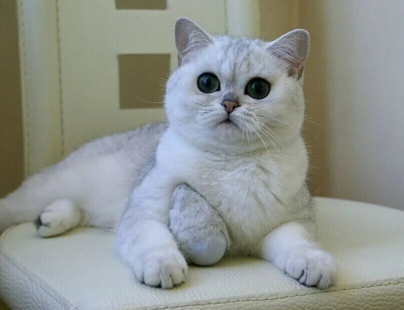 Порода рэгдолл. Кошка american wirehair. Британская короткошёрстная кошка голубая. Мягкая порода кошек. Красивые плюшевые кошки.