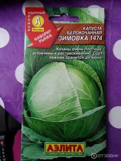 Капуста зимовка описание сорта и отзывы характеристика
