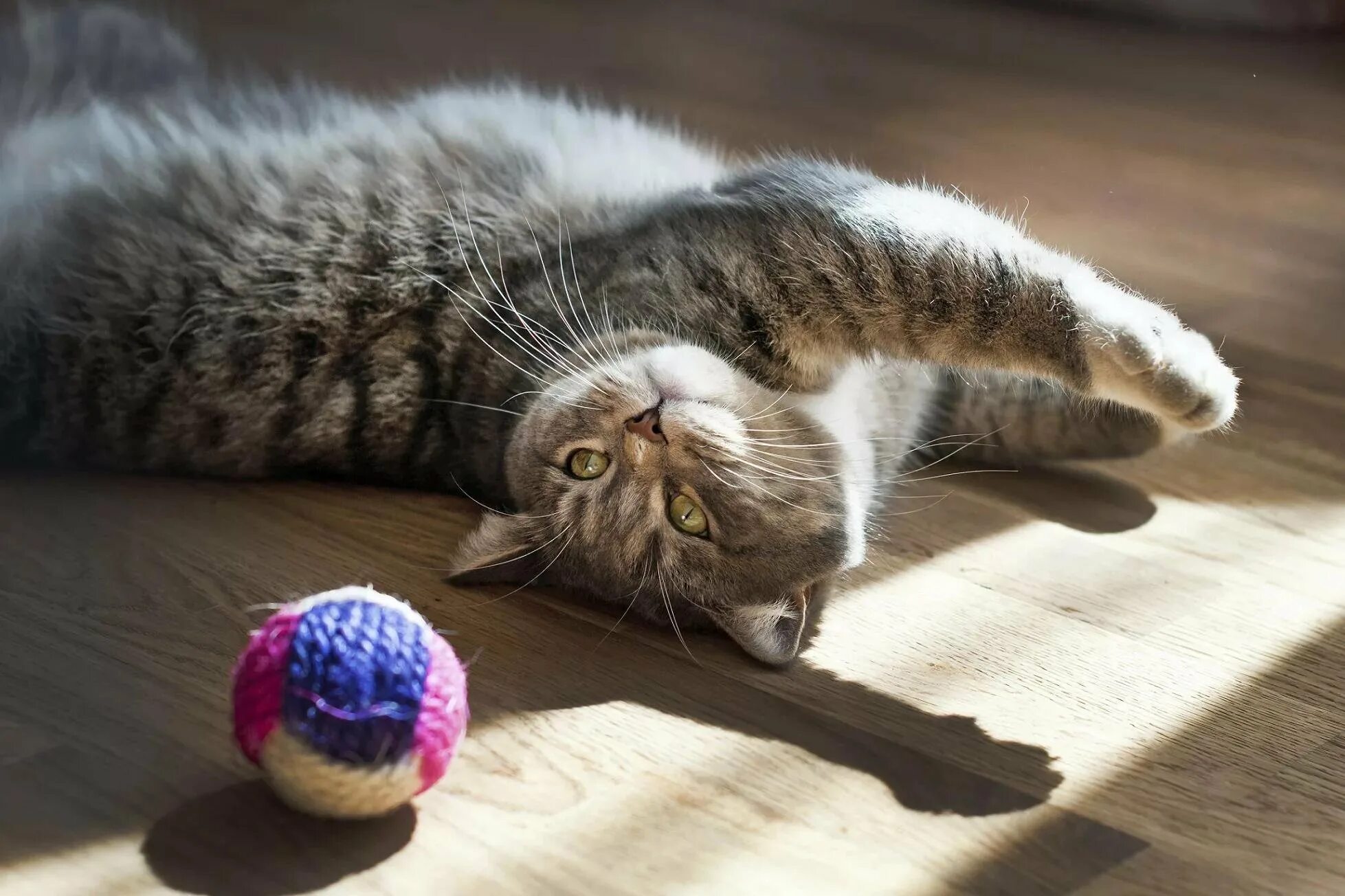 Котята играют на полу. Мячики для кошек. Кошка играет. Играющий кот. Кошка играет с мячиком.