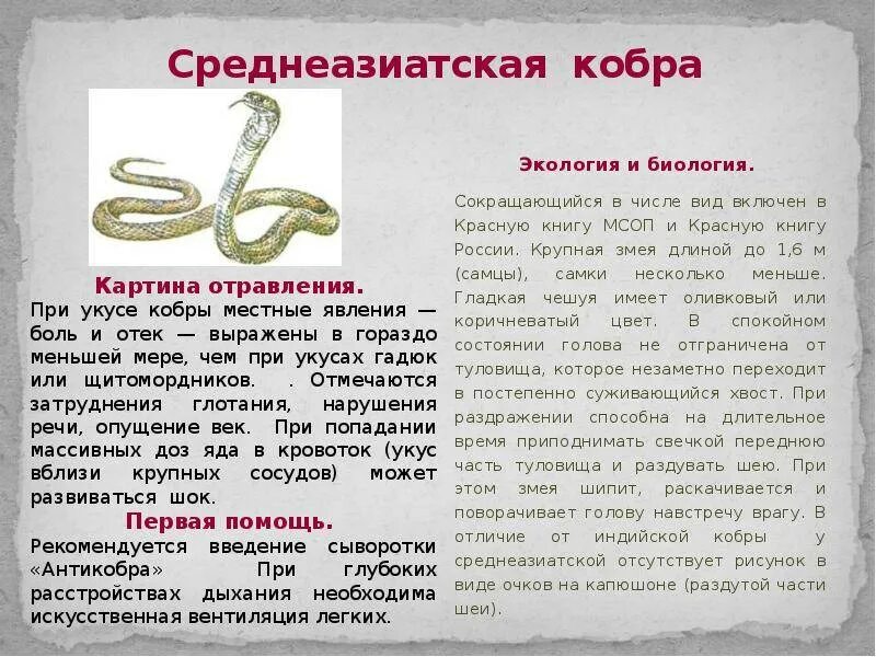 Змеи красной книги. Змеи в красной книгеиге. Змея краткое описание. Змеи занесенные в красную книгу России.