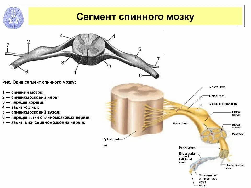 Прямо спинного. Строение сегмента спинного мозга человека. Сегментарное строение спинного мозга. Будову спинного мозку. Сегмент спинного мозга человека рисунок.