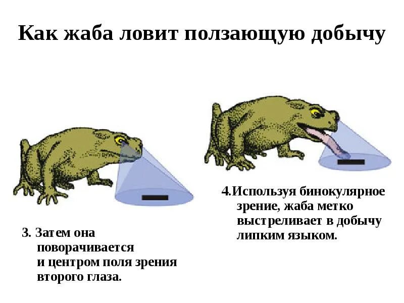 Как с помощью жабы определяли беременность