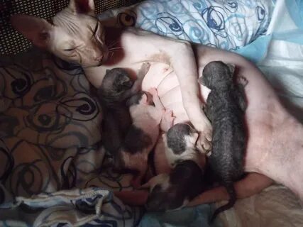 Рождение котят сфинксов