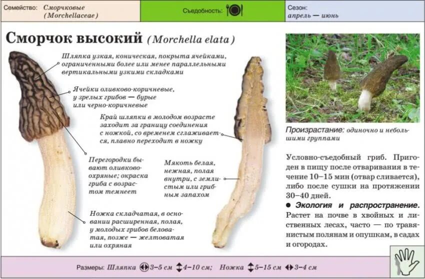 Строчки грибы где растут. Сморчок строение гриба. Сморчок съедобный (Morchella esculenta)..