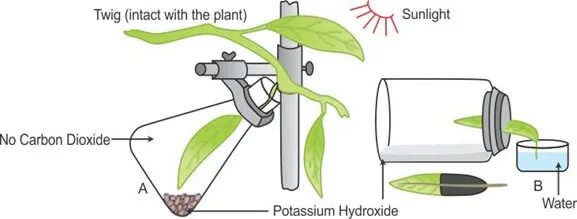 Алоэ фотосинтез. Ингенхауз фотосинтез. Starch Test in Plants. Investigation to show Light is needed for Photosynthesis. Experiment to measure Photosynthesis by Air Bubbles.