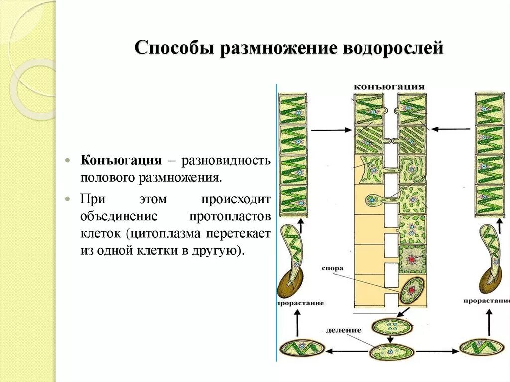 Способ размножение водоросль улотрикс. Цикл развития спирогиры ЕГЭ. Спирогира водоросль размножение. Спирогира строение и размножение. Жизненный цикл спирогиры ЕГЭ биология.