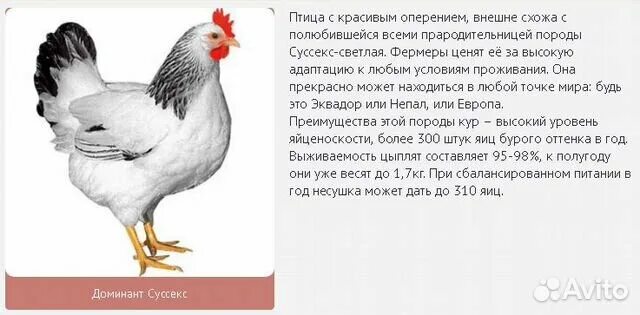 Кура доминанта когда начинает нестись. Чешский Доминант д104. Доминант Суссекс д104. Несушка Доминант д104. Чешский Доминант Суссекс.