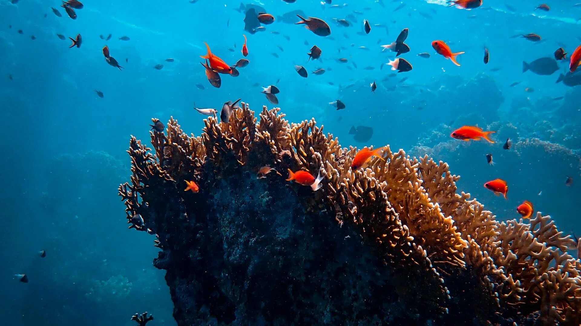 Наименьший из океанов. Большой Барьерный риф Австралия. Кораллы красного моря. Рыбы в море. Коралловые водоросли.