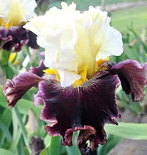 Iris home
