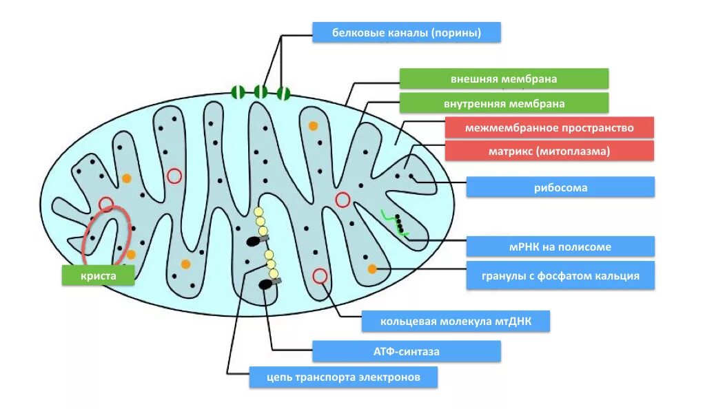 Строение мембраны митохондрии. Мембранное строение митохондрии. Строение митохондрии. Матрикс это в биологии митохондрии.