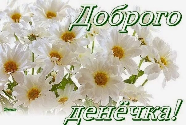 Доброго дня наташенька. Открытки с хризантемами доброе утро. добрый день наташенька. доброе утро хризантемы с надписью. открытки с пожеланиями доброго утра и хорошего дня с хризантемами.