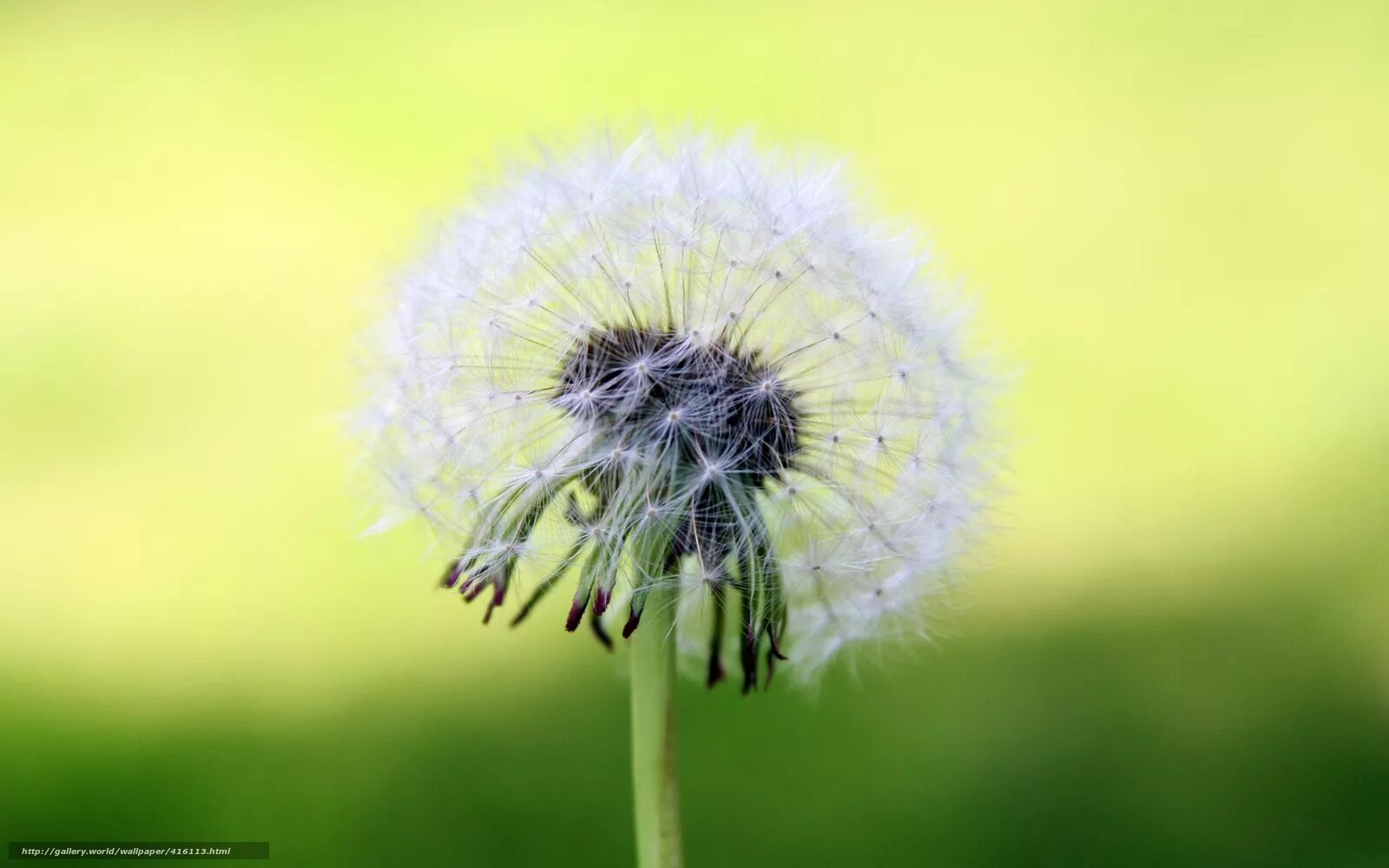 Одуванчик куваева. Одуванчик астровые. Одуванчик красносемянный. Кульбаба горчак. Кульбаба щетинистая.