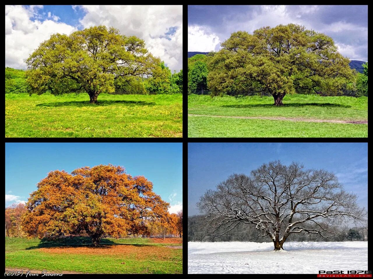 Цены изменяющиеся в зависимости от времени года. Дерево летом и осенью. Дерево в разные времена года. Дерево по сезонам.