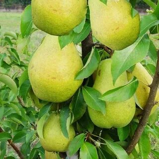 Саженцы груши медовая