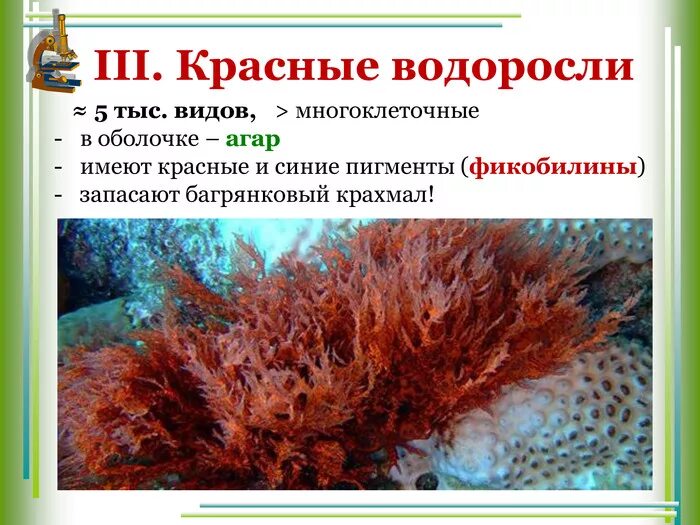 Клетки содержат багрянковый крахмал какие водоросли. Глубина обитания красных водорослей. красные водоросли. пигменты красных водорослей. многоклеточные красные водоросли.