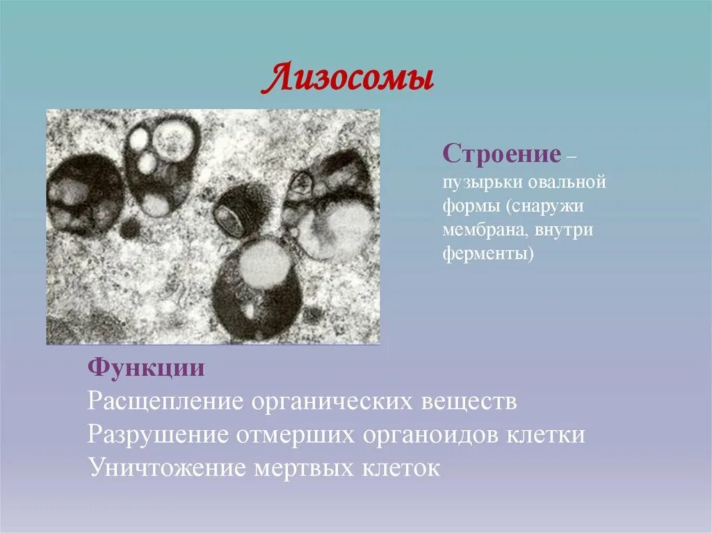 Лизосомы строение и функции эукариотической клетки. Строение лизосомы и ее функции. Лизосомы в прокариотической клетке.