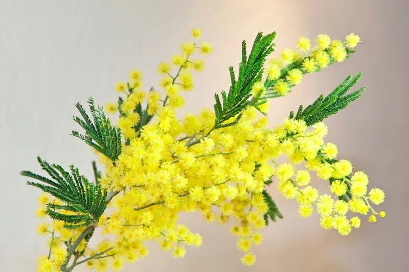 Нужно ли ставить срезанную мимозу в воду