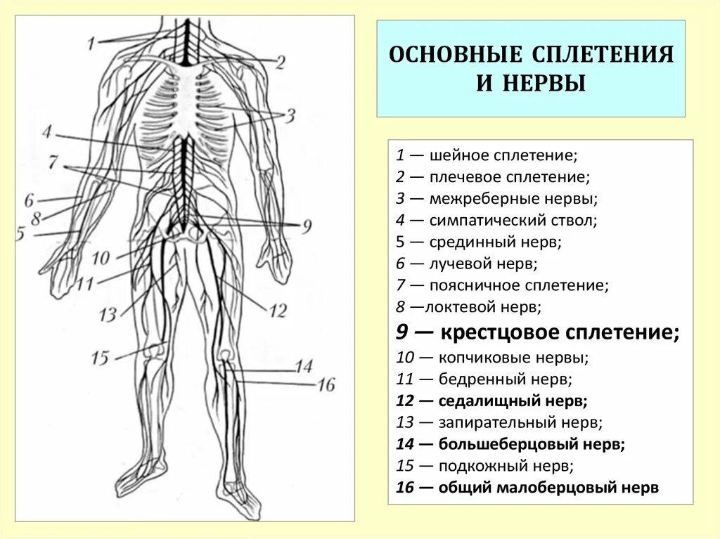 Нервные узлы и нервные стволы. Сплетения спинномозговых нервов схема. Сплетения спинномозговых нервов анатомия. Спинномозговые нервы анатомия схема. Шейное сплетение спинномозговых нервов схема.