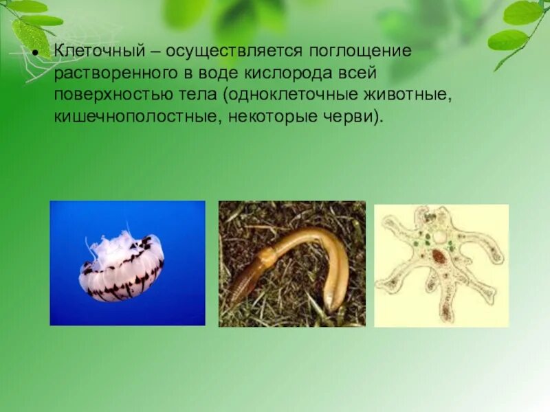 Простейшие животные черви дышат. Какие животные дышат всей поверхностью тела. животные дышащие всей поверхностью тела. какие черви дышат всей поверхностью тела. вид дыхания животные поглощают.