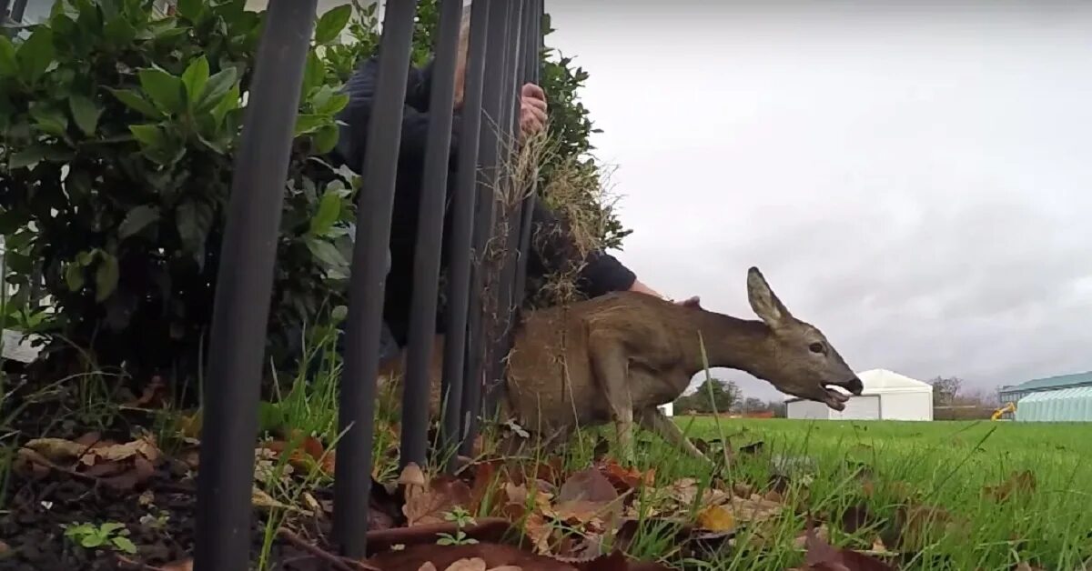 коля накормил олениху устроил постель. коля накормил олениху устроил постель.