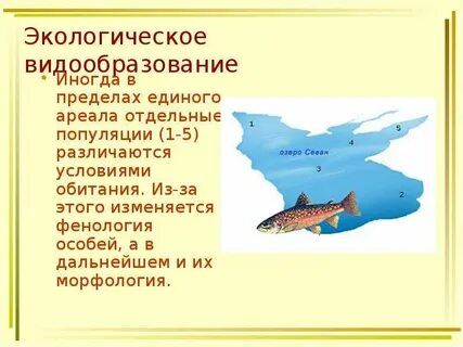 Примеры экологического видообразования