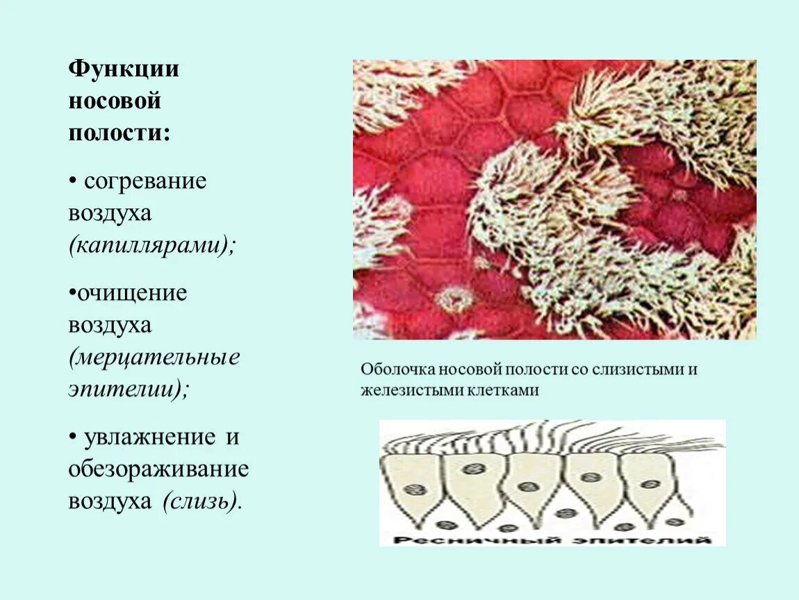Реснитчатый эпителий функции. Эпителий носовой полости функции. функция ресничек в носовой полости. функции мерцательного эпителия носовой полости. эпителий слизистой полости носа.
