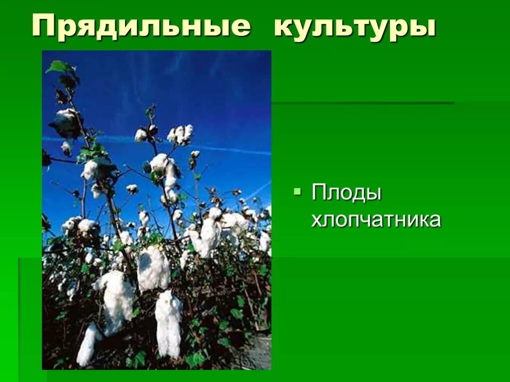 Прядильные культуры 3 класс окружающий мир. Прядильные культуры список. Конструкция веретена. Кроссворд травник. Прядильная культура сканворд.