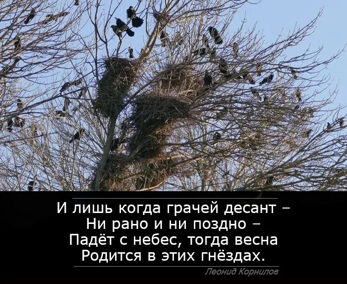 Из жуткого гнезда я вижу. Из жуткого гнезда я вижу. Птенцы воробьёв в гнезде. Шалашник птица гнездо. Гнёзда с птенцами дрозда белобровика.