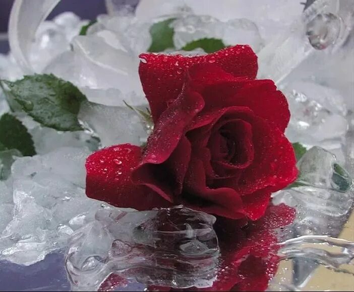 Розы в прозрачной вазе. Розы в теплой воде или холодную. Розы в теплой воде или холодную. Срезанные цветы в вазе. Розы в вазе.
