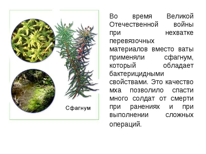 Как люди использовали сфагновый мох. Мох сфагнум. торфяной мох сфагнум это растение. сфагновые мхи. лесной мох сфагнум.