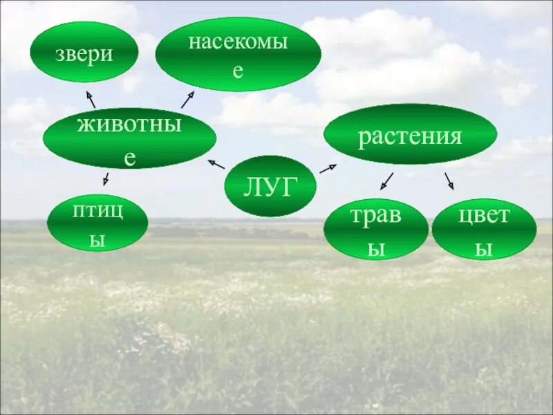 Растительное сообщество луг. Природные сообщества. Луг окружающий мир 3 класс. Природное сообщество Луга. Луг природное сообщество 3 класс презентация