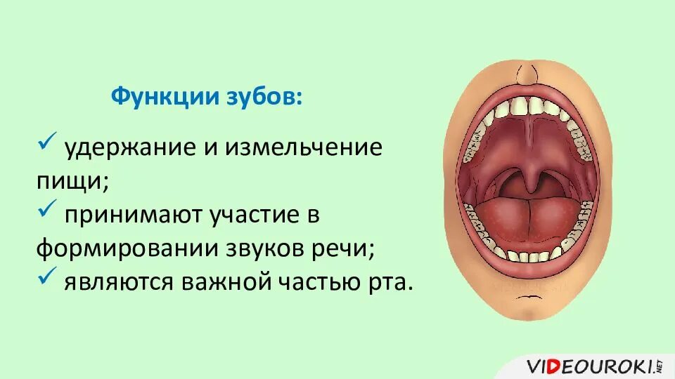 Функции зубов. Функции зубов у человека. Зубы функции зубов. Функции зубной системы. Какую функцию выполняет зуб человека