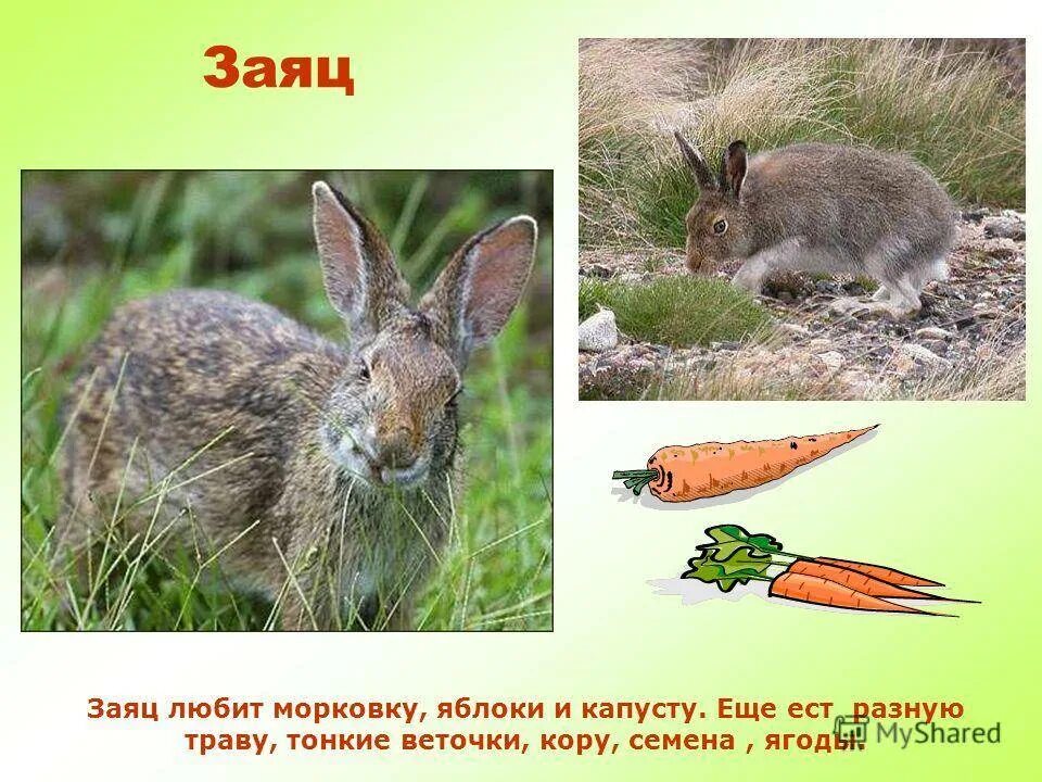 Животные хвойного леса. Продолжительность жизни белки. Медведь лиса заяц. Животный мир чувашии. Где живет заяц.