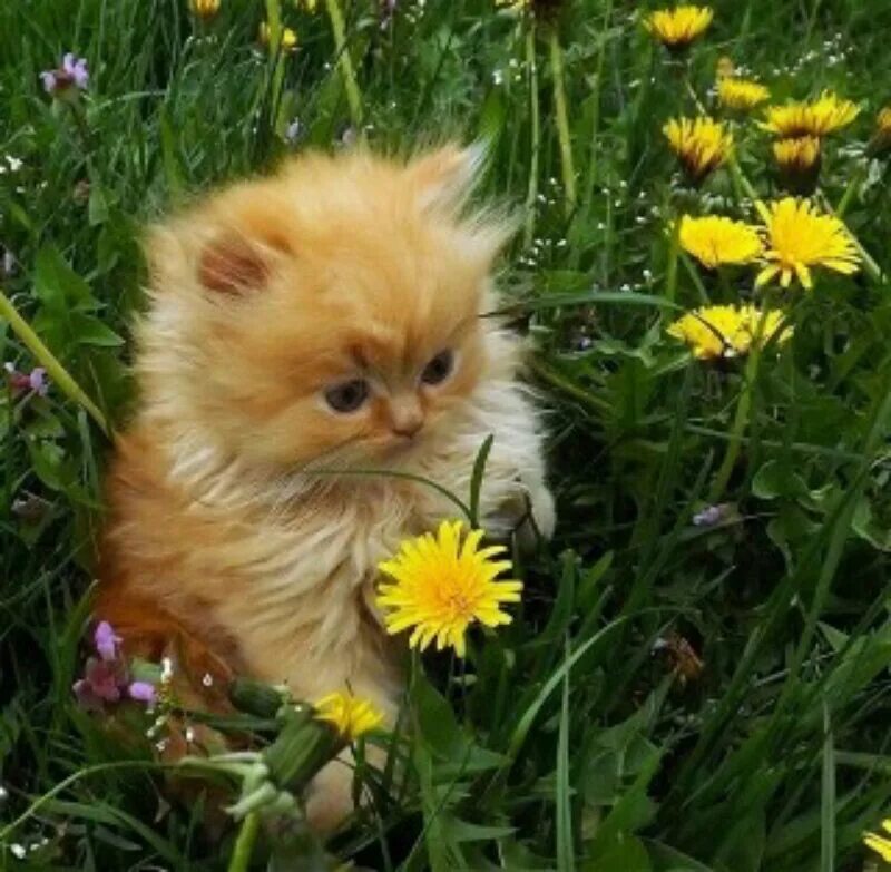 Cute Kitten Wallpaper (64+ images)