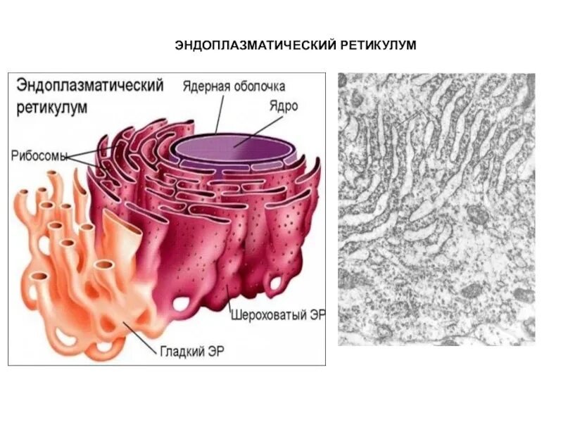 Хлоропласт и эндоплазматическая сеть. Эндоплазматический ретикулум функции. Эндоплазматическая сеть ретикулум функции. Эндоплазматический ретикулум строение.