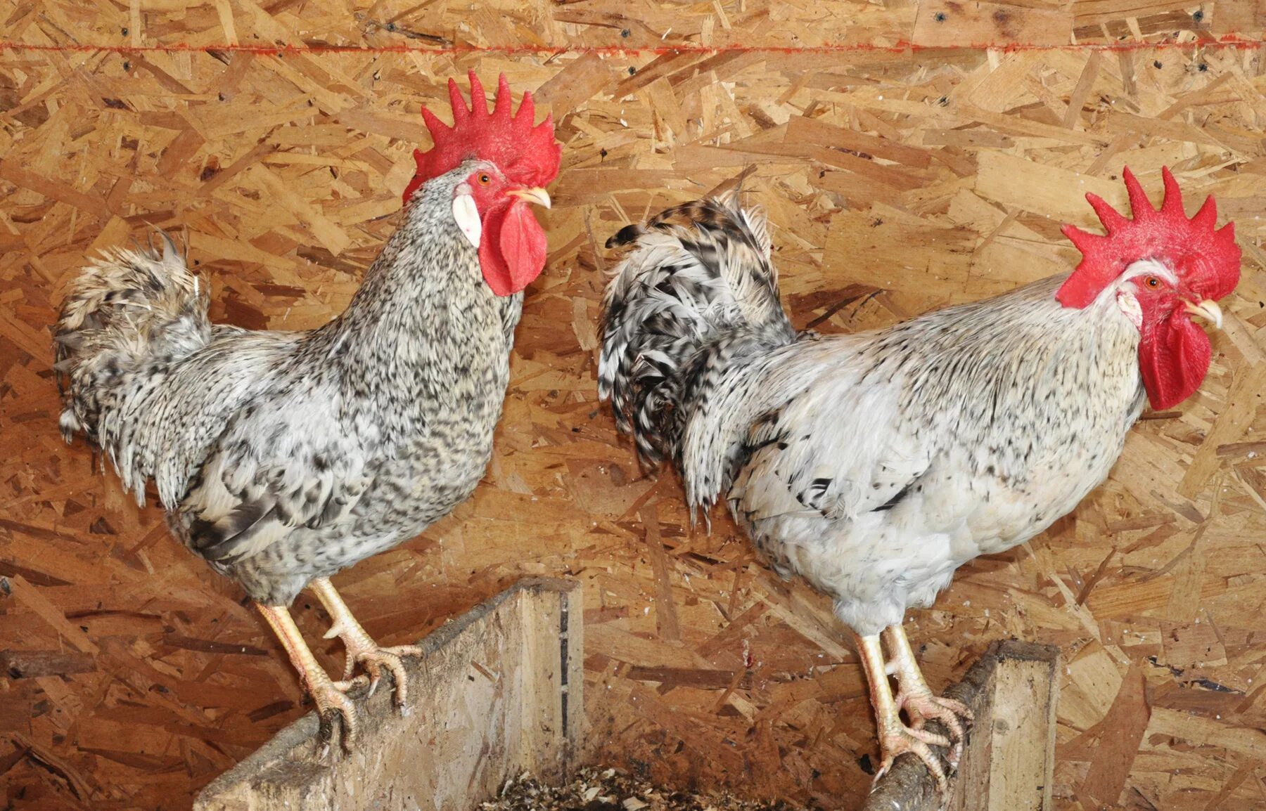 барковские куры описание. куры борковская барвистая. борковская барвистая. куры несушки борковская барвистая. куры барковская барвистая.