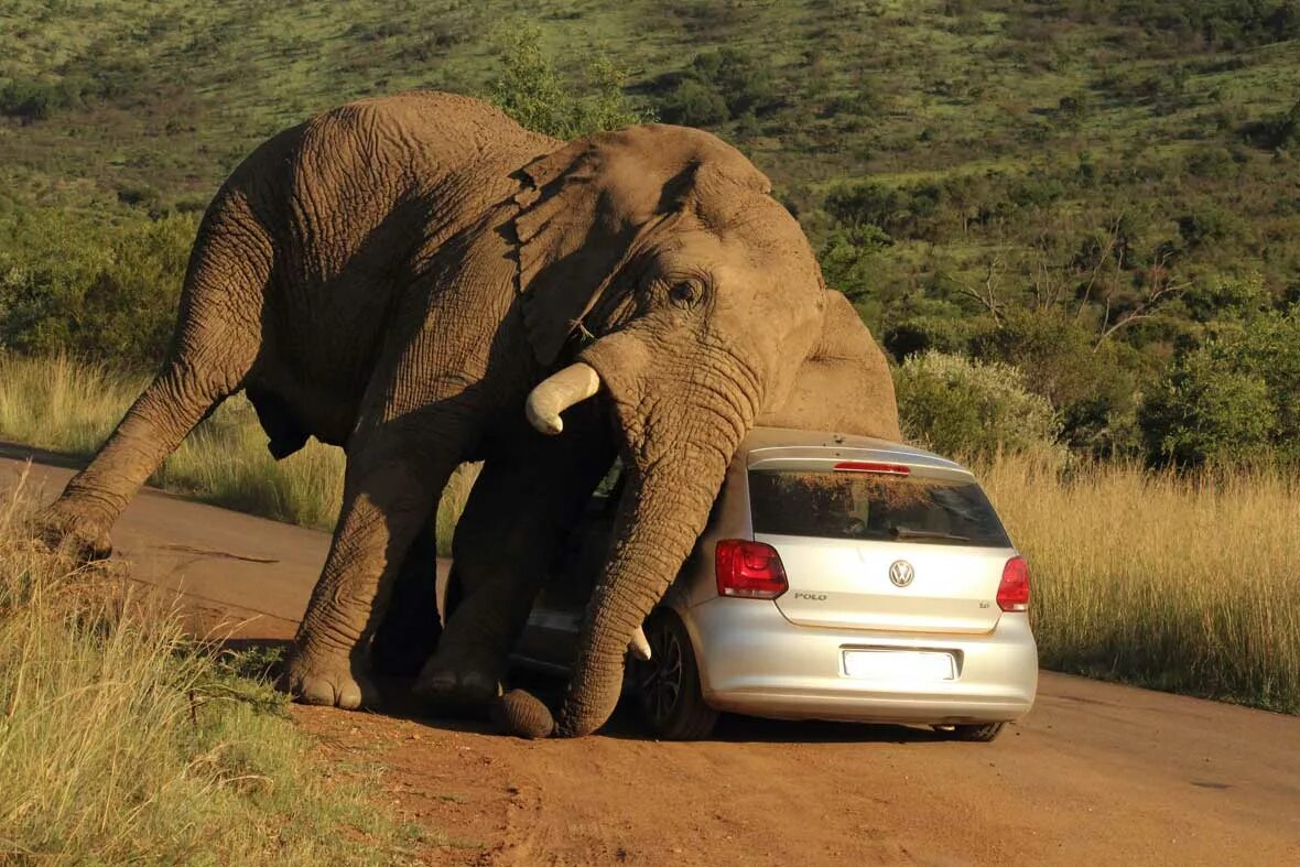 Африканский слон. Слон в Африке. Слоны фото. Elephants are big cats