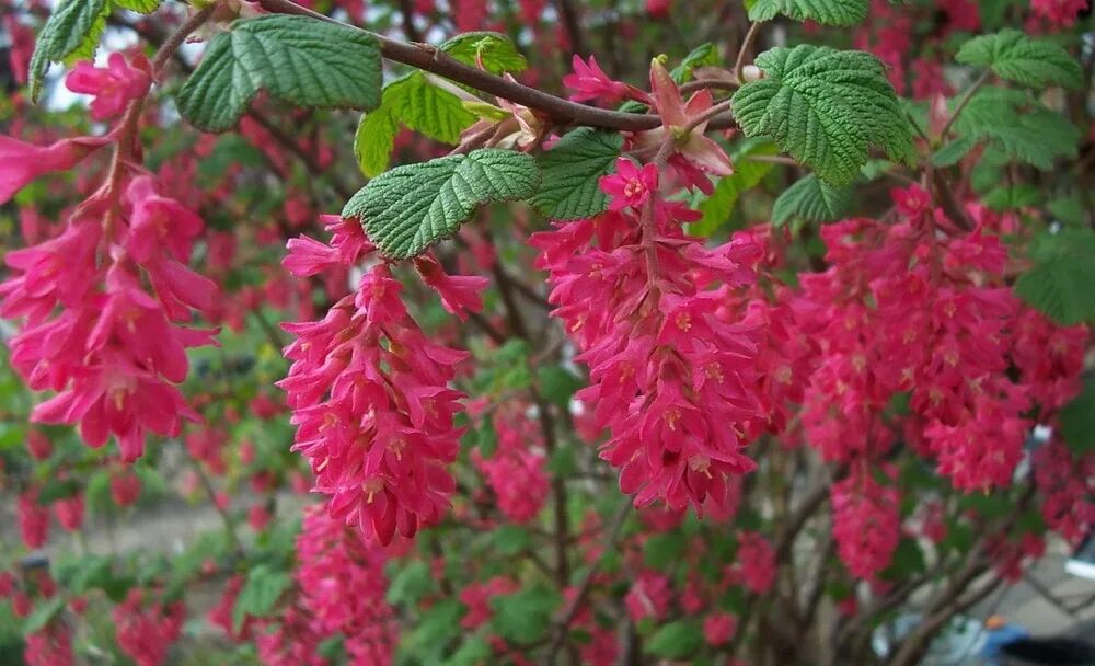 Куст ribes sanguineum. Ribes sanguineum King Edward VII. Смородина кроваво красная