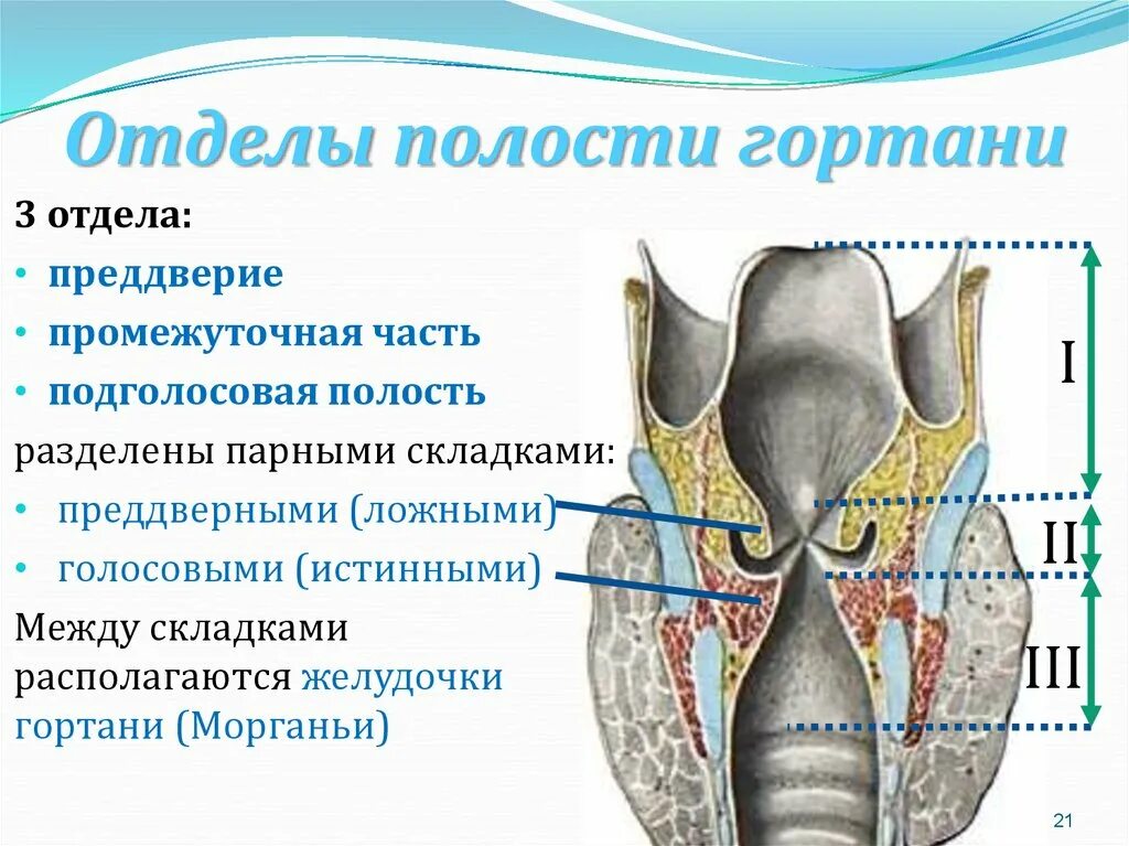 Строение черпаловидного хряща. Отделы и структуры полости гортани. Складки преддверия гортани анатомия. Полость гортани анатомия строение.