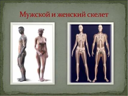Различия женского и мужского скелета