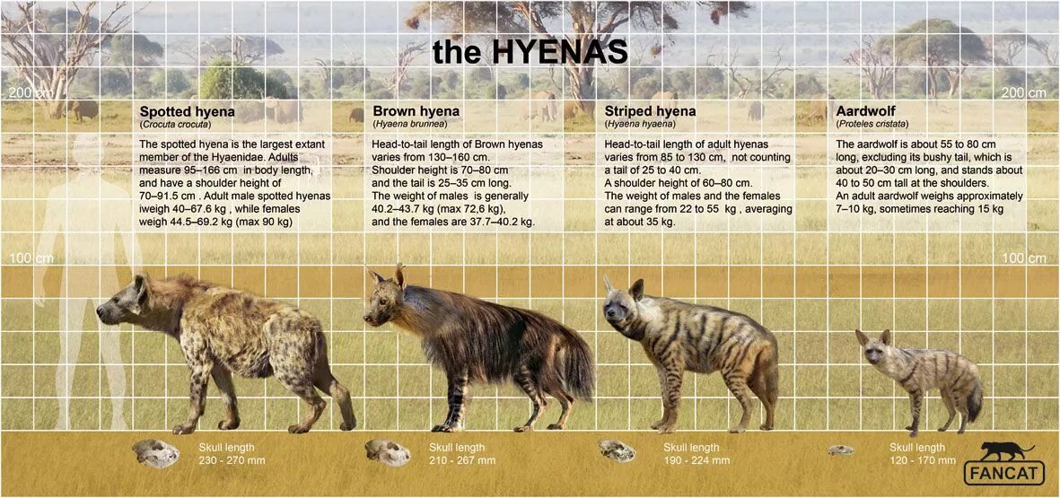 Гиена классификация. Размер гиены по сравнению с человеком.