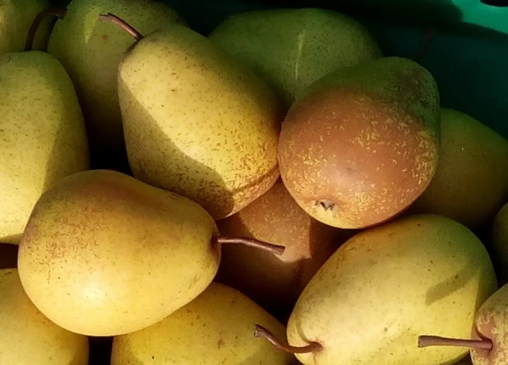 Продам в Ессентуках, Груша зимняя местная, Сорт кюре, Груша местная, сорт кюре! 