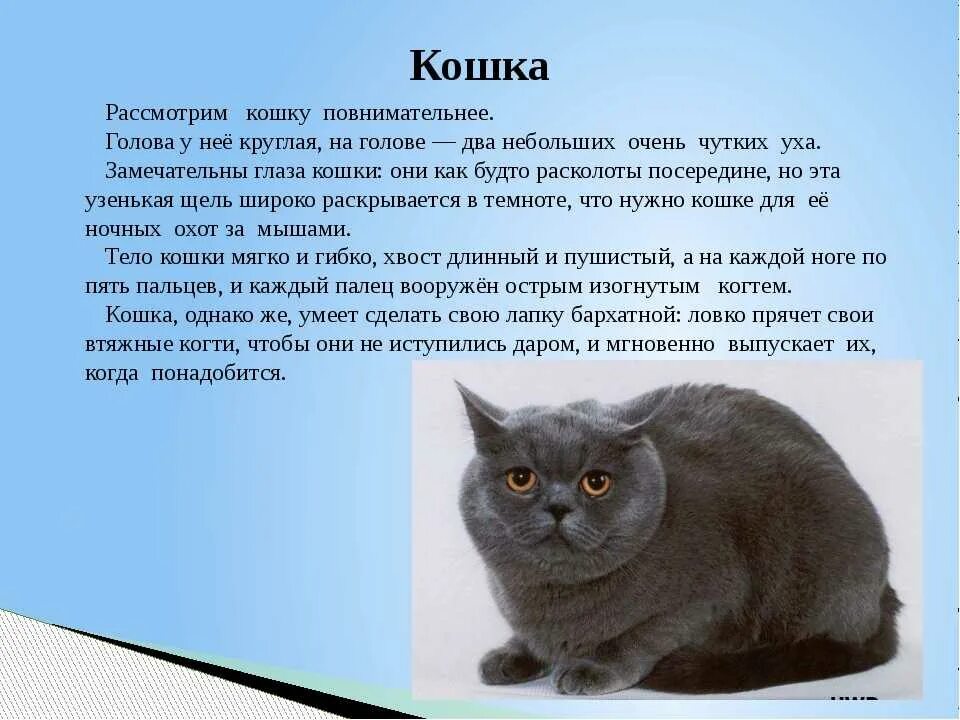 Текст описание кошки 2 класс. Рассказ про кошку. Описание животного Кош и. Сочинение про кошку. Рассказ описание про кошку.