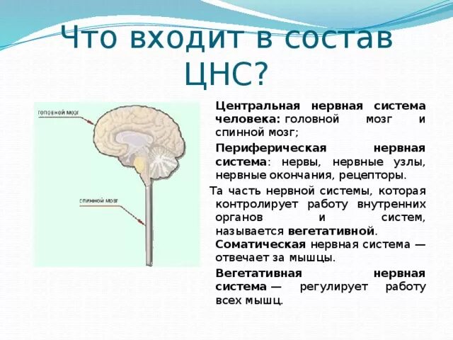 Состав центральной нервной системы человека. Центральная нервная система какие структуры. Из чего состоит Центральная нервная система. ЦНС человека состоит из. В состав центральной нервной системы входят