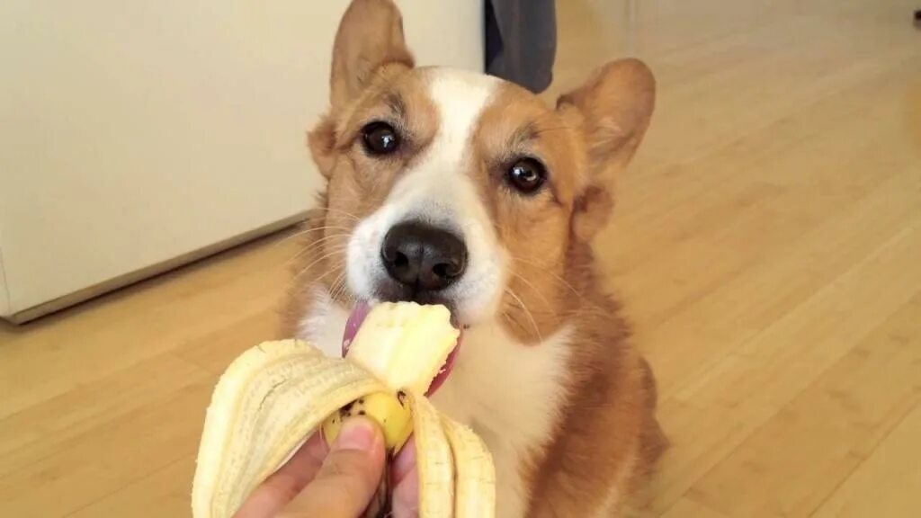 Можно собакам давать бананы. Корги и еда. Корги банан. Собака ест банан. Корги с фруктами.