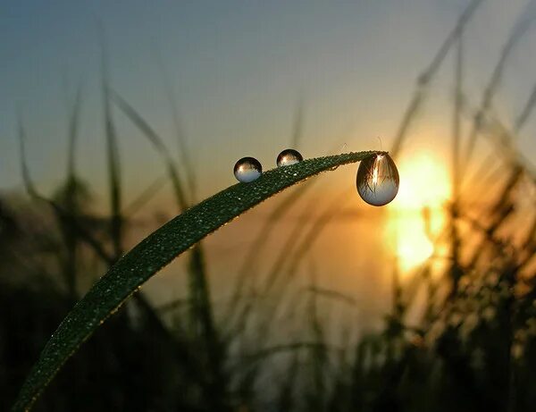 стих капля. в каждой травинке в каждой капле. на каждой травинке висит по росинке стих. в каждой травинке в каждой капле. капельки росы на солнце.