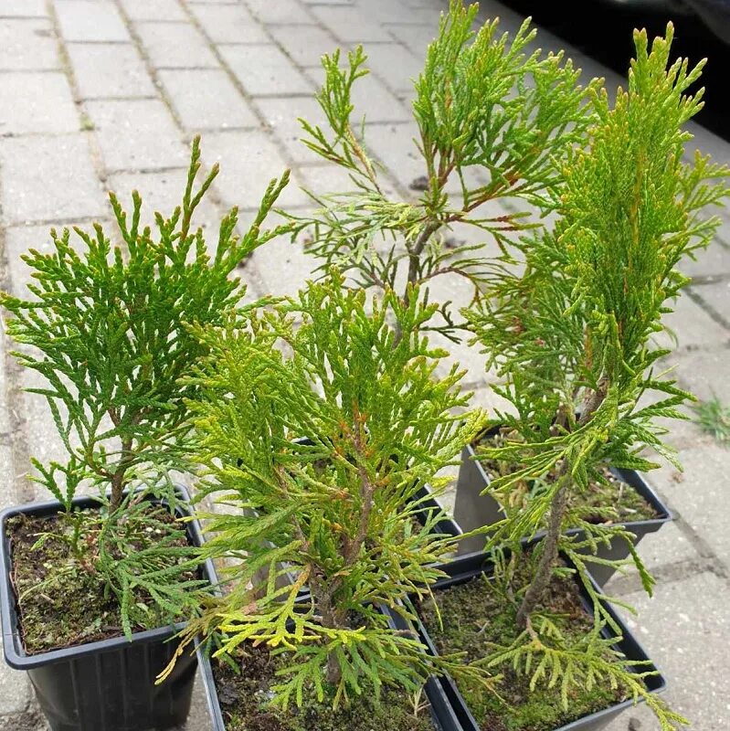 туя брабант 50-70 см. семена туи западной смарагд. семена туи смарагд. семена туи западной смарагд. семена туи брабант.