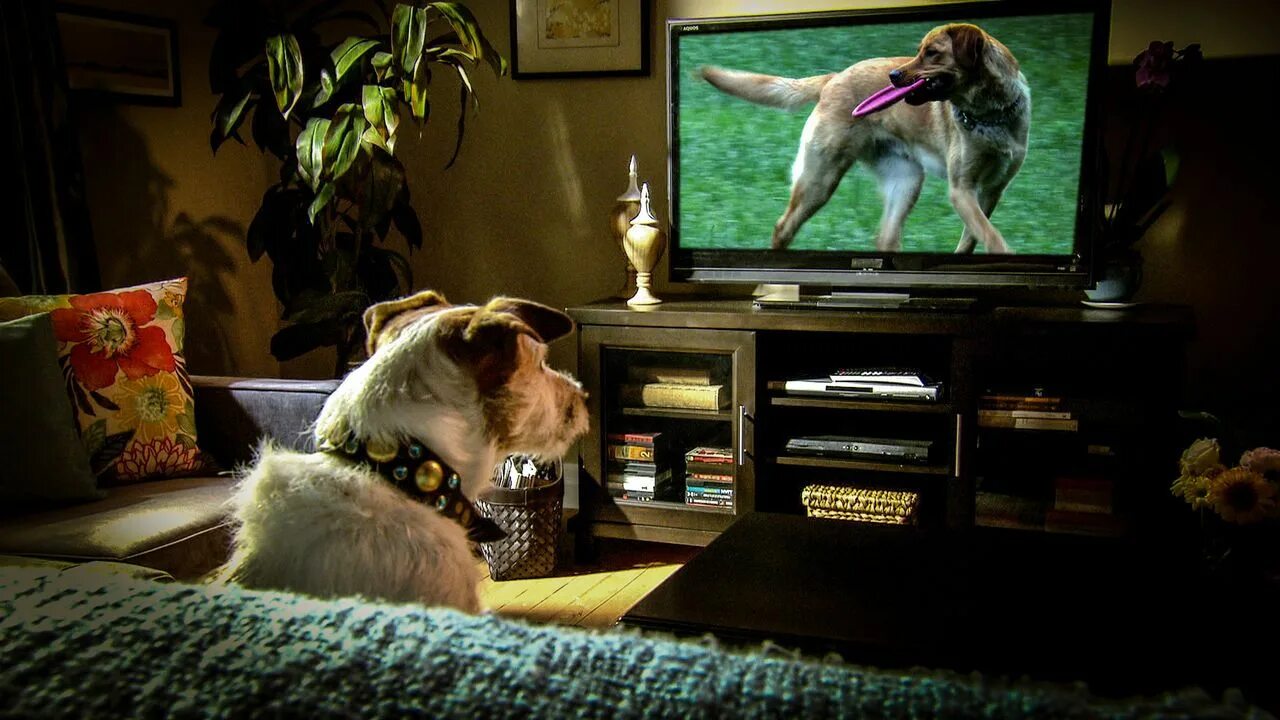 Включи на телевизоре животных. Собака и телевизор. Собака перед телевизором. Кот перед телевизором. Собака смотрит телевизор.